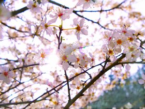 春の花、2018、 作： Helen White